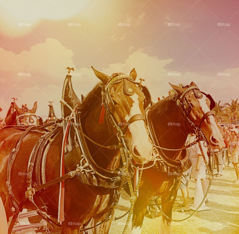 Clydesdale horses
 