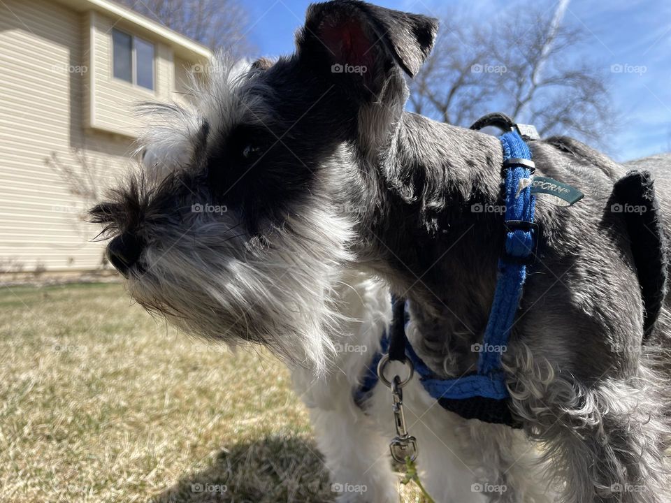 Mini schnauzer 