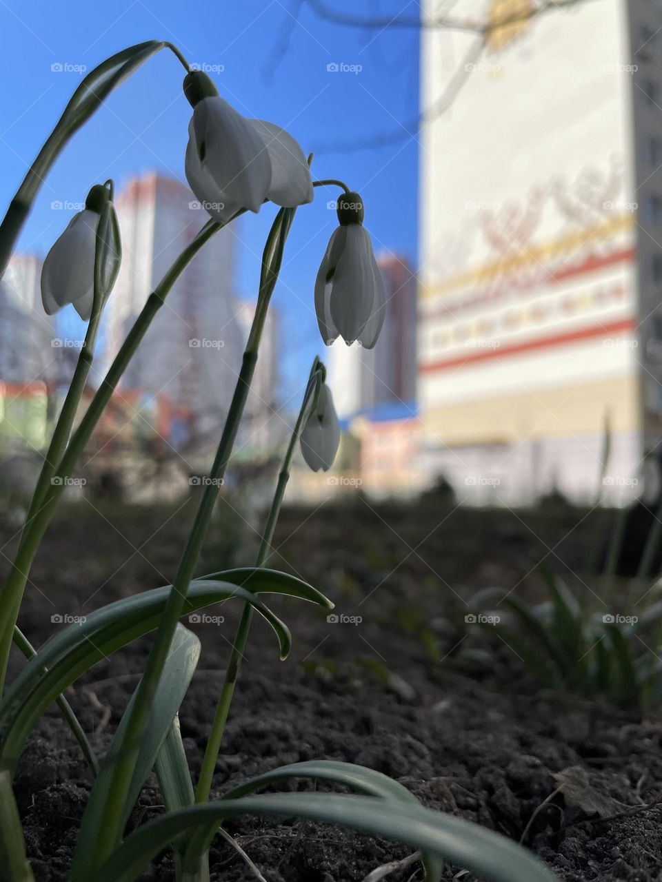 Snowdrops