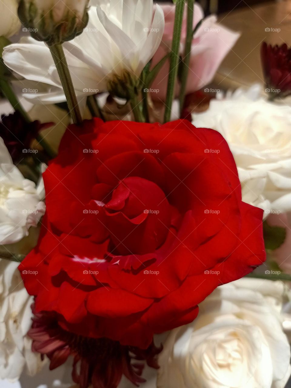 red rose