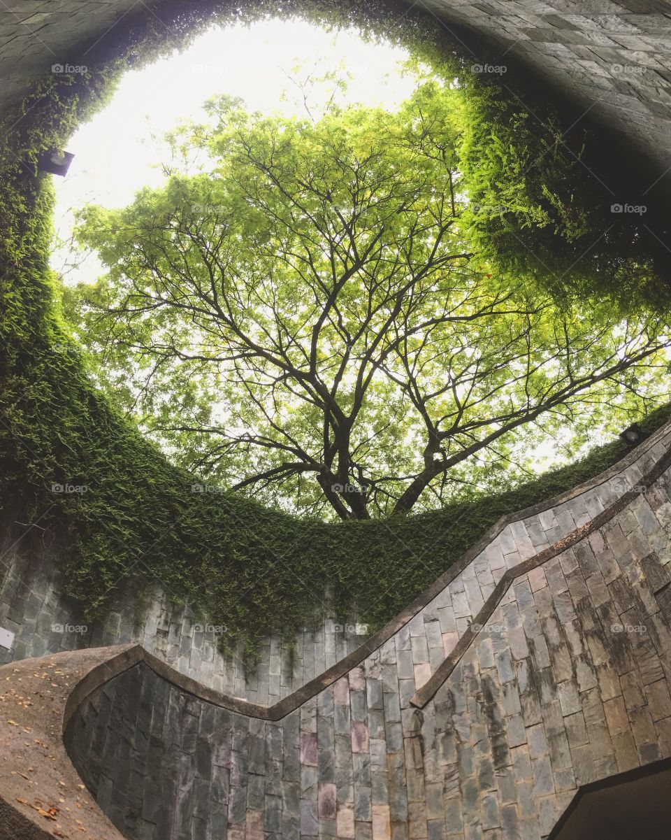 Tree tunnel