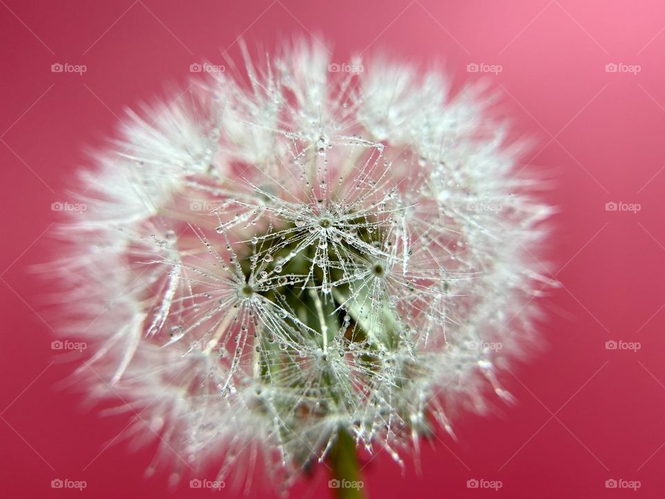 Macro shot of dandelion on red background 