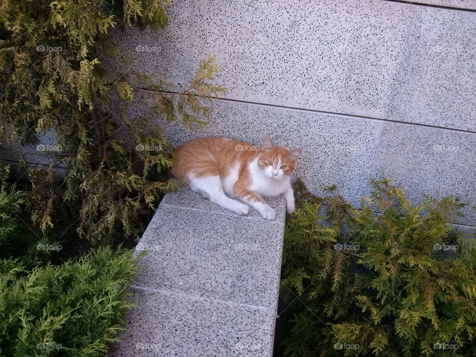 ginger cat on the wall