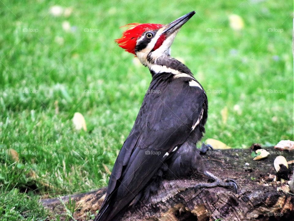 Woodpecker On Stump