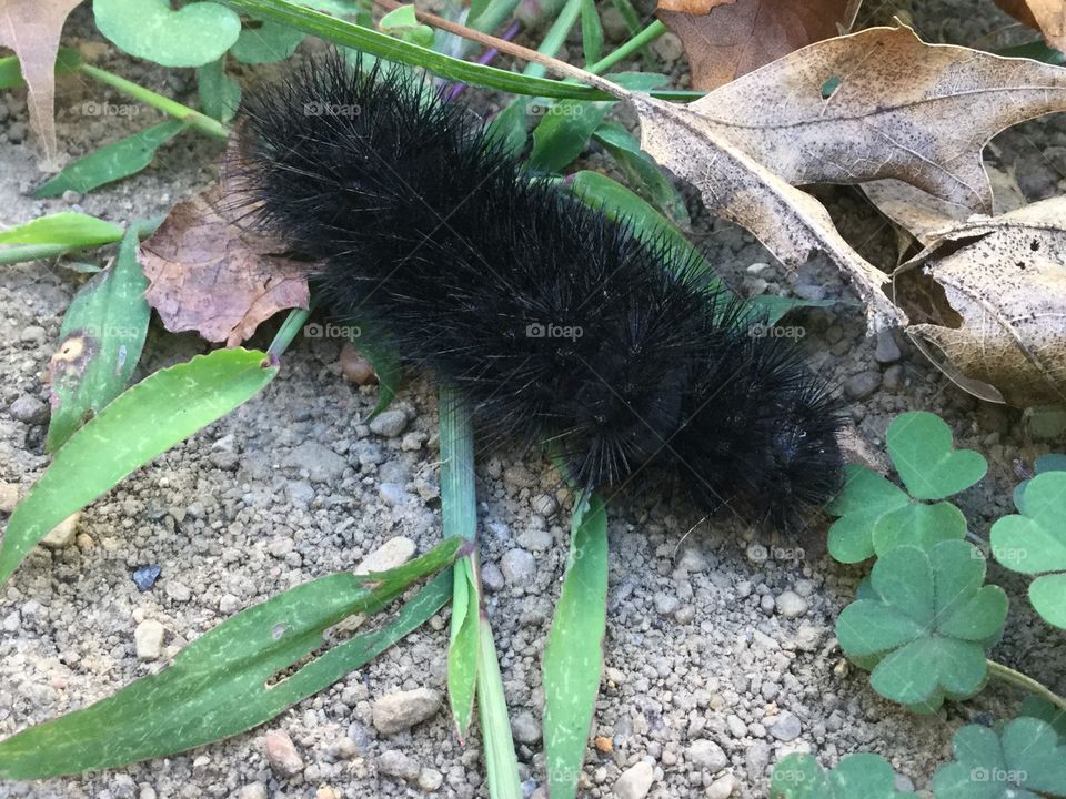 Small fuzzy black caterpillar