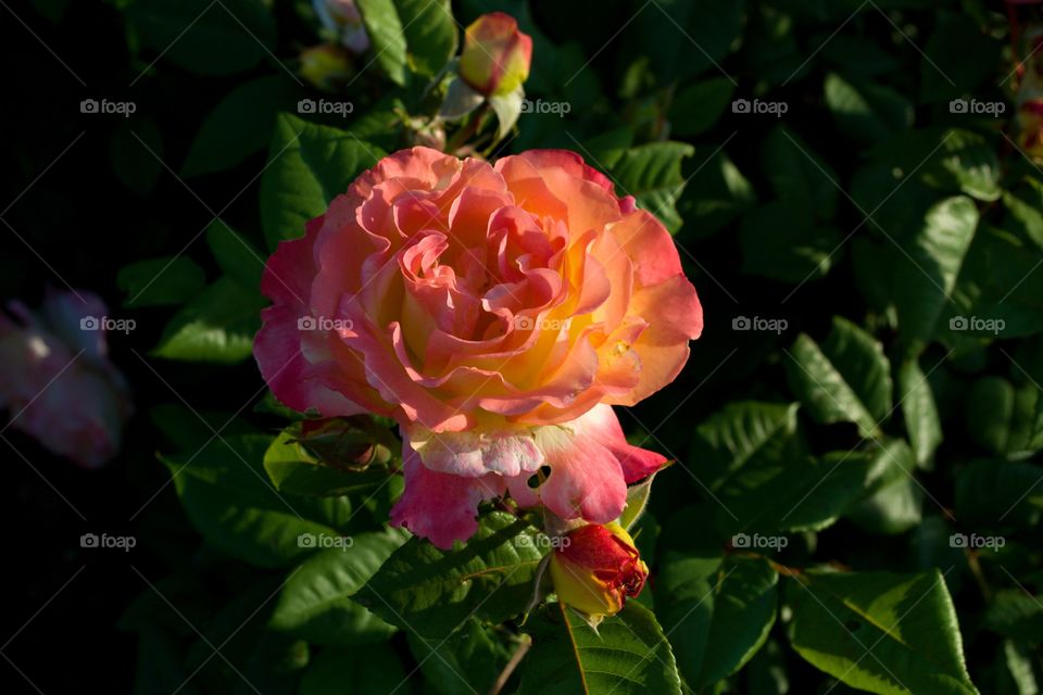 Aquarell rose of Tantau