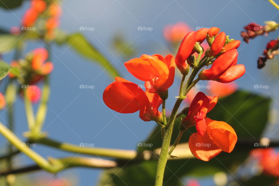 bean flower