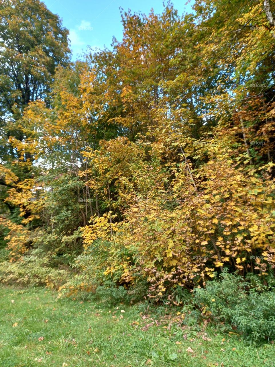 Golden Leaves of Autumn