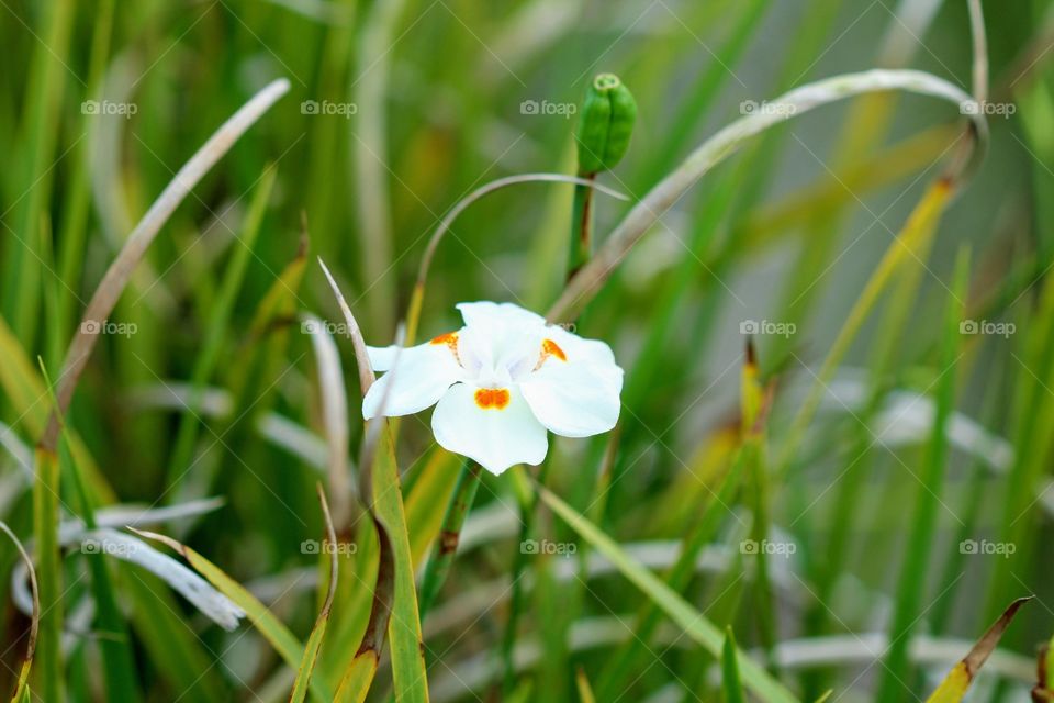 White Flower 