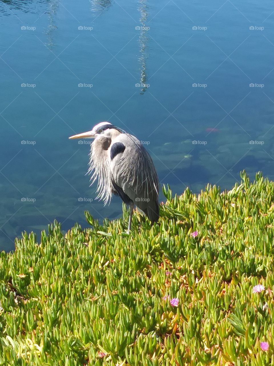 stork watching