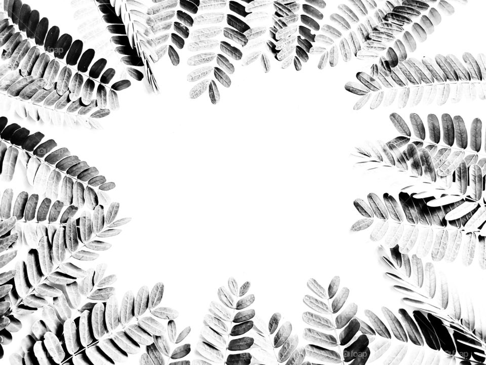 Frame picture of a small leaf shadow.