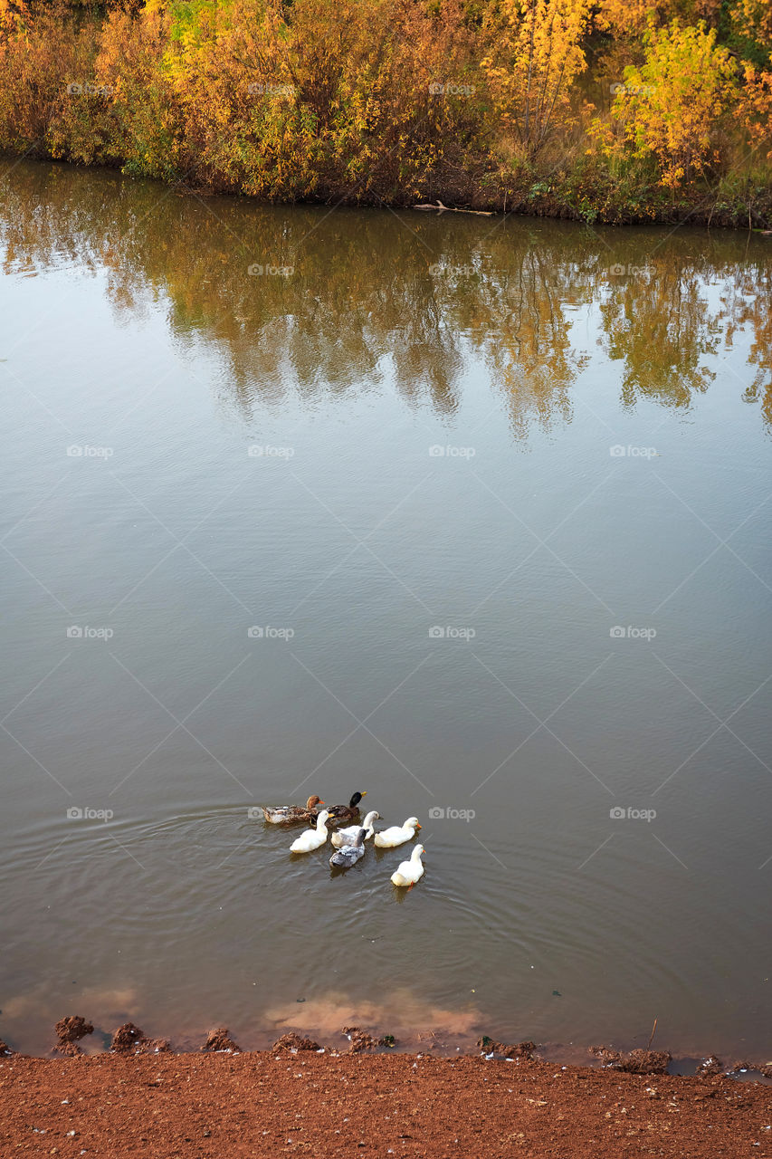 Ducks on the lake