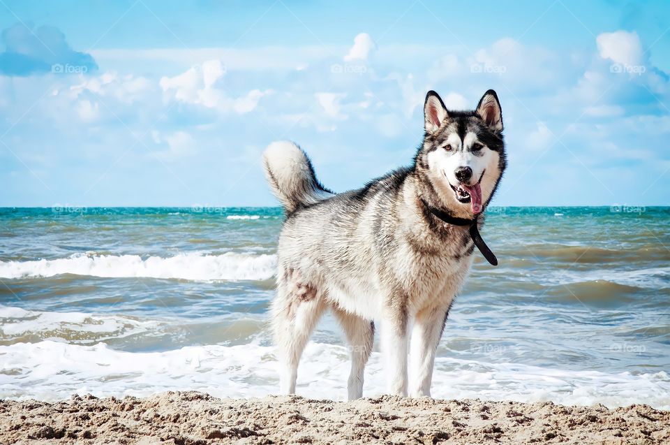 husky on the beach in the background the sea under a blue sky.