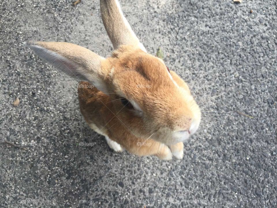 cute bunny in japan