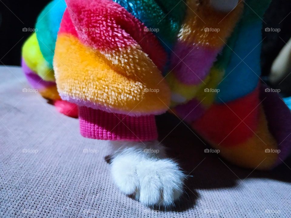 cat clothes