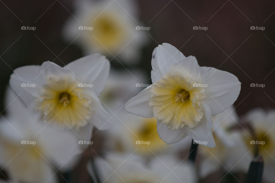 Flower, Nature, Flora, Garden, Daffodil