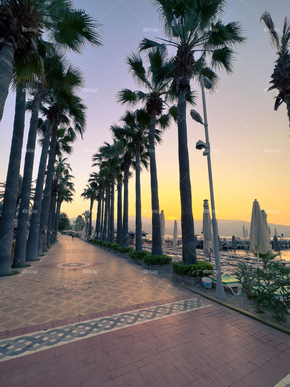 At sunrise, the sun shines through the palm tree promenade on the Mediterranean