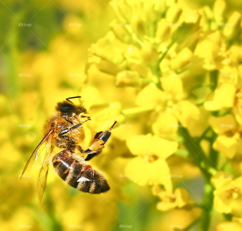 Bee in yellow flower