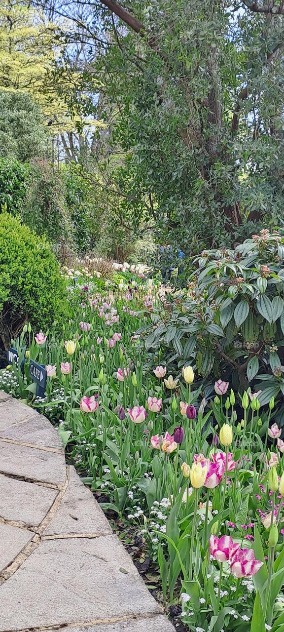 pathway tulips uk springtime nature trees flowers