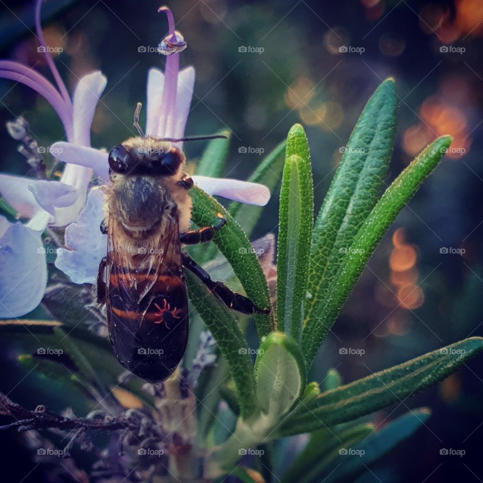 I saved this bee from the pool. It looks like a tick or spider hitched a ride on it.