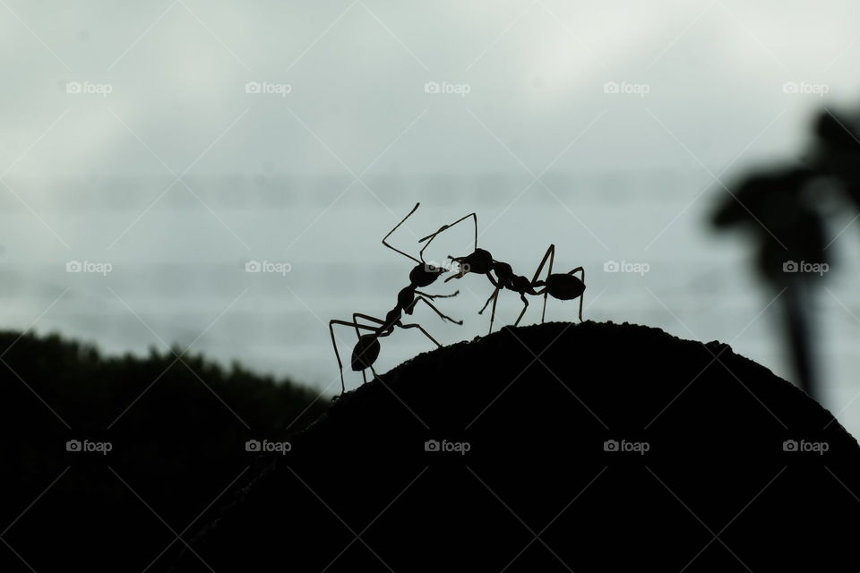 Silhouette of ants on rock
