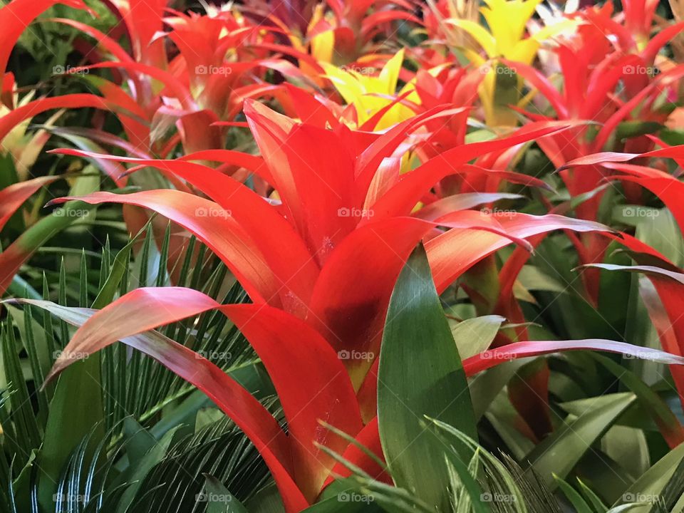 Bromeliads