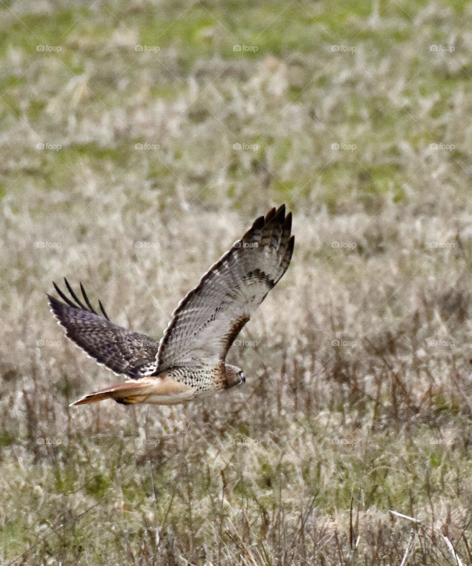 Hawk in flight