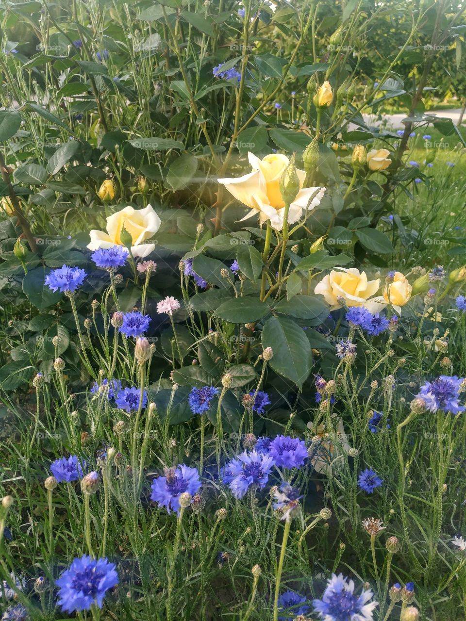 Beautiful summer flowers