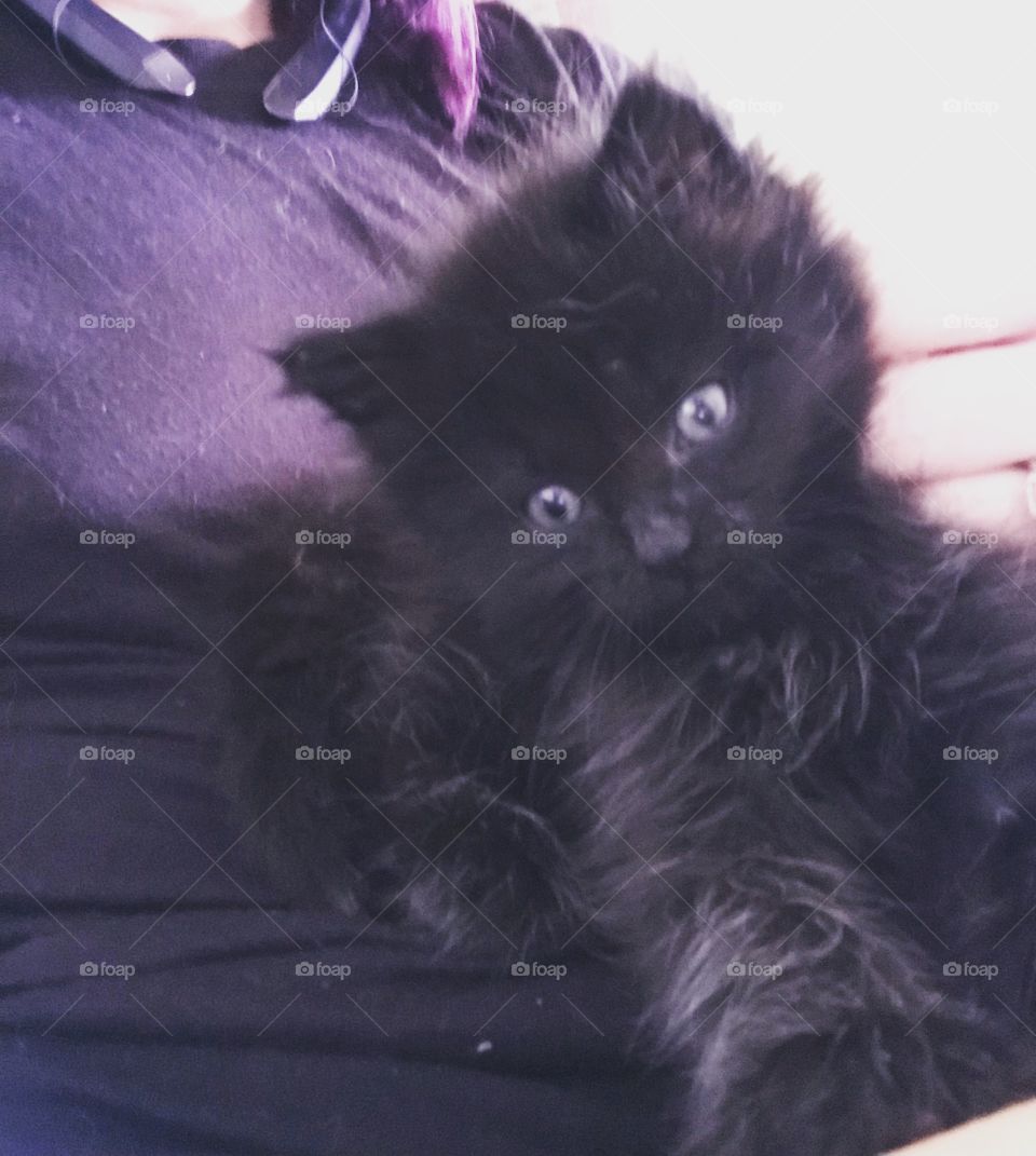 Blackie as a wee little kitten 