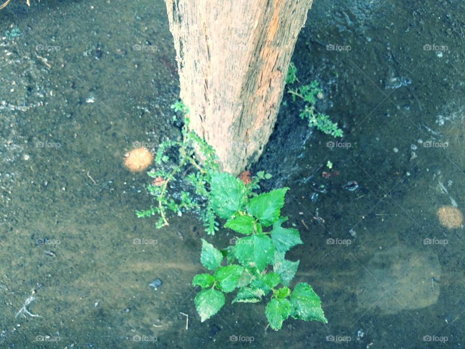 Plants grow on the sides of the logs