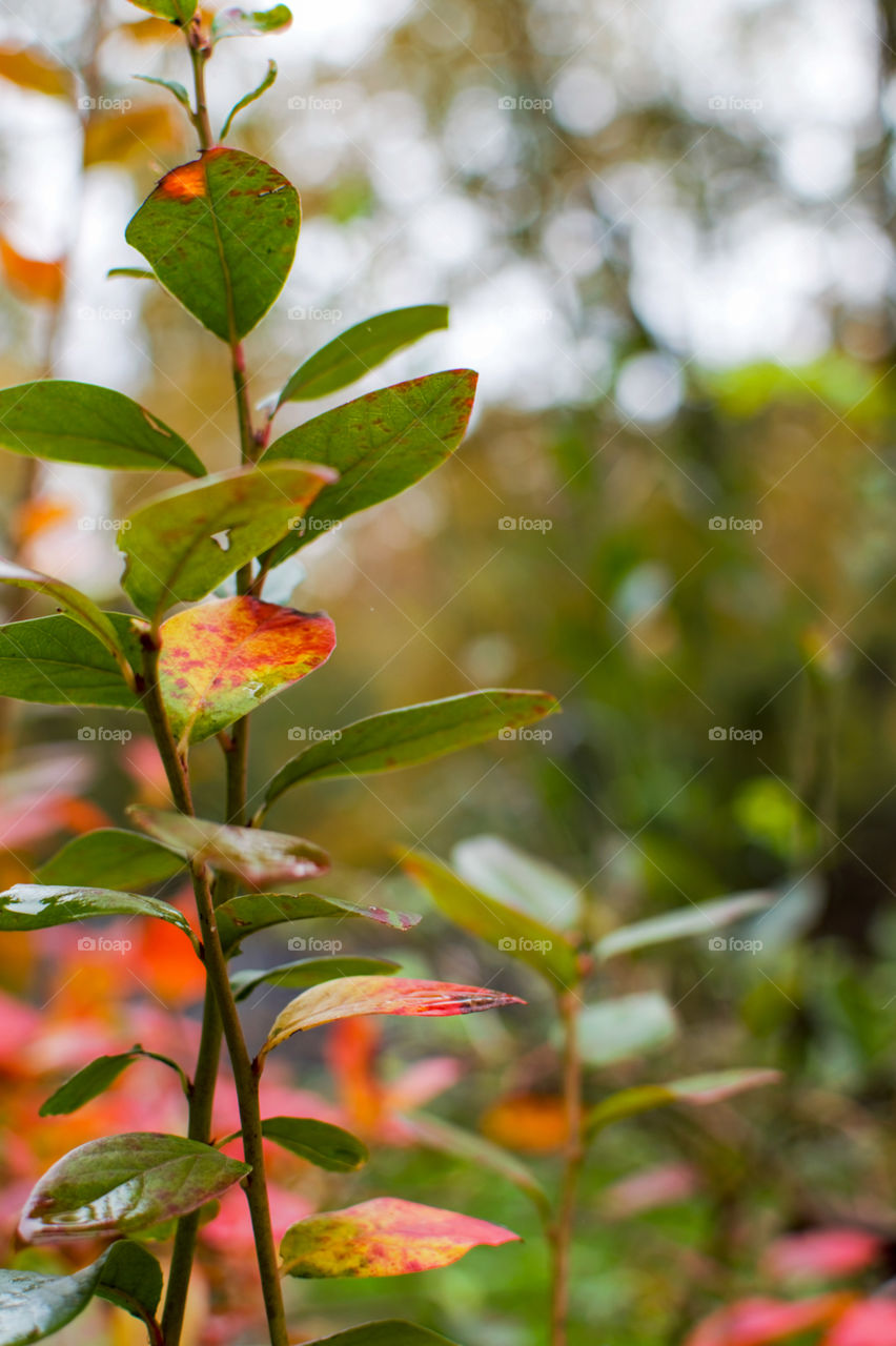Blueberry branch in Fall