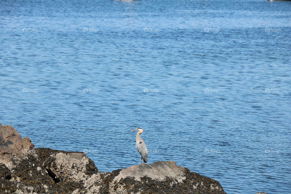 Blue heron 