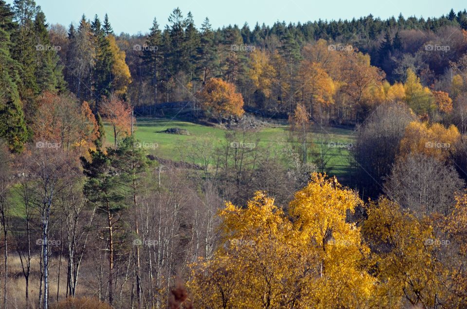 Meadow in the woods