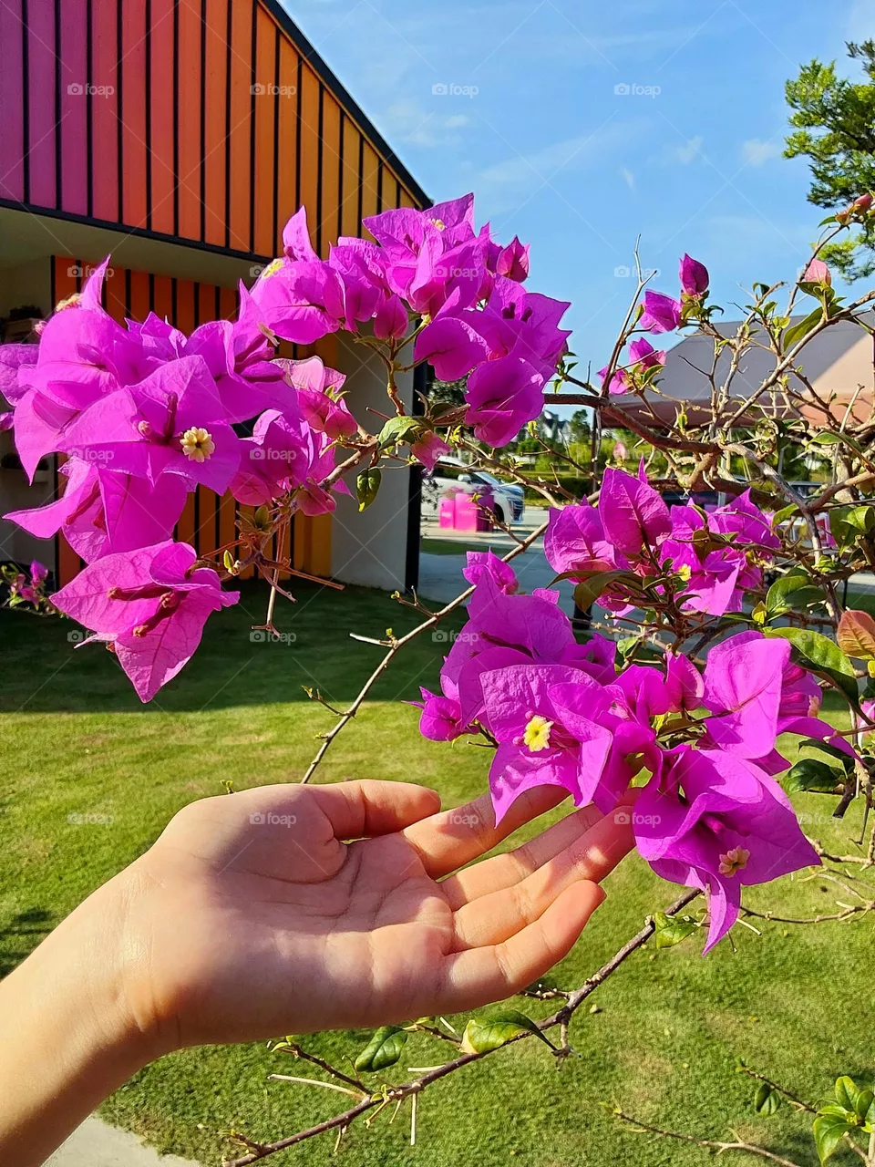 flowers