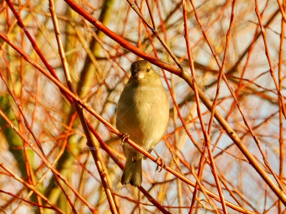 Buried in the branches 