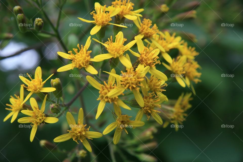 Flowers in Detail 