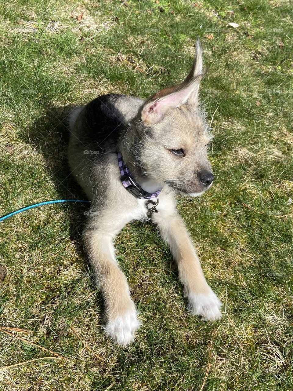 Resting in the sunshine