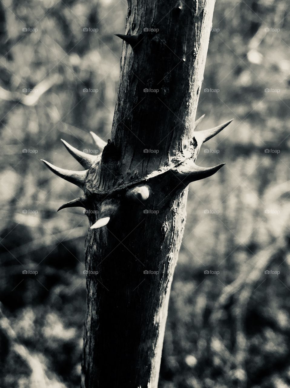 Black and white macro of Devil’s Walkingstick or Hercules’ Club along a trail at Yates Mill Park in Raleigh North Carolina, Triangle area, Wake County. 