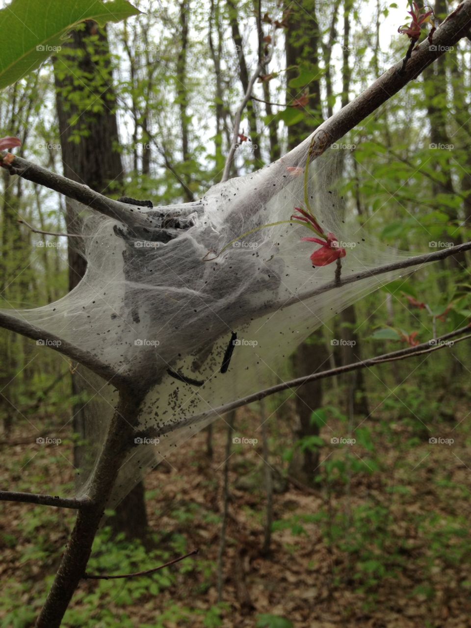 Wilderness Web. Just out for a stroll and crossed paths with this cocoon looking system.