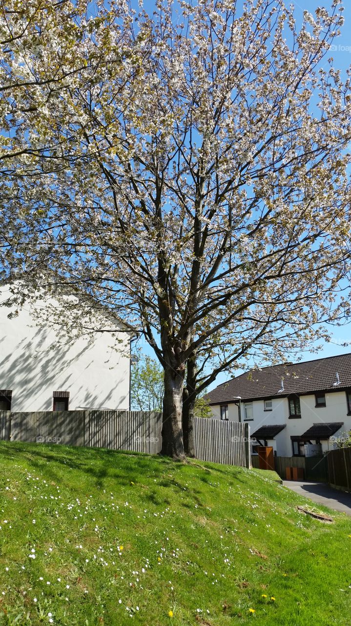 Tree, Landscape, No Person, Nature, Outdoors