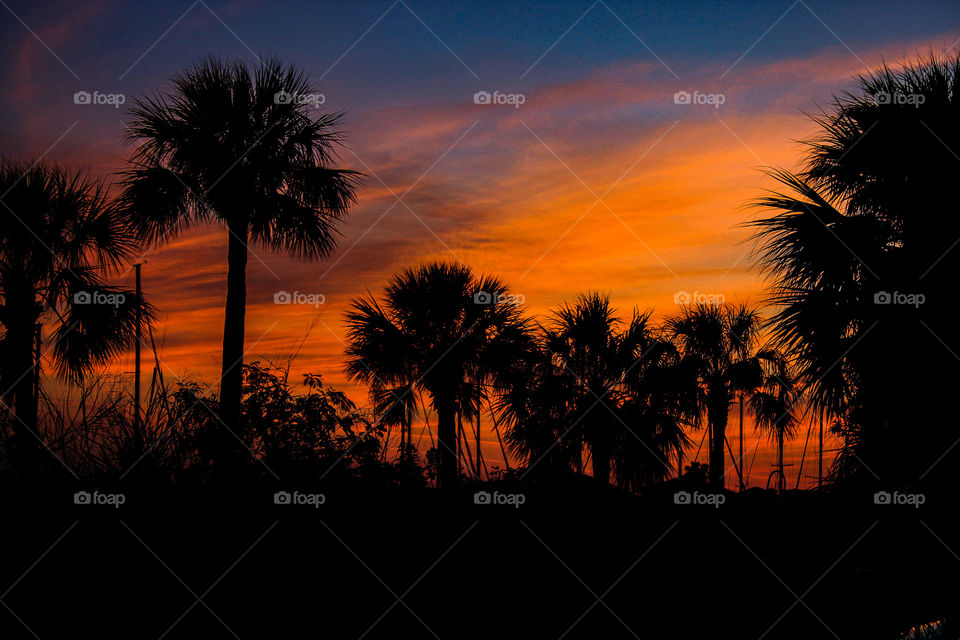 Palm tree sunset