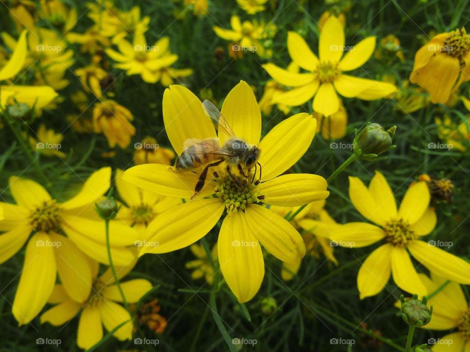 Bee
