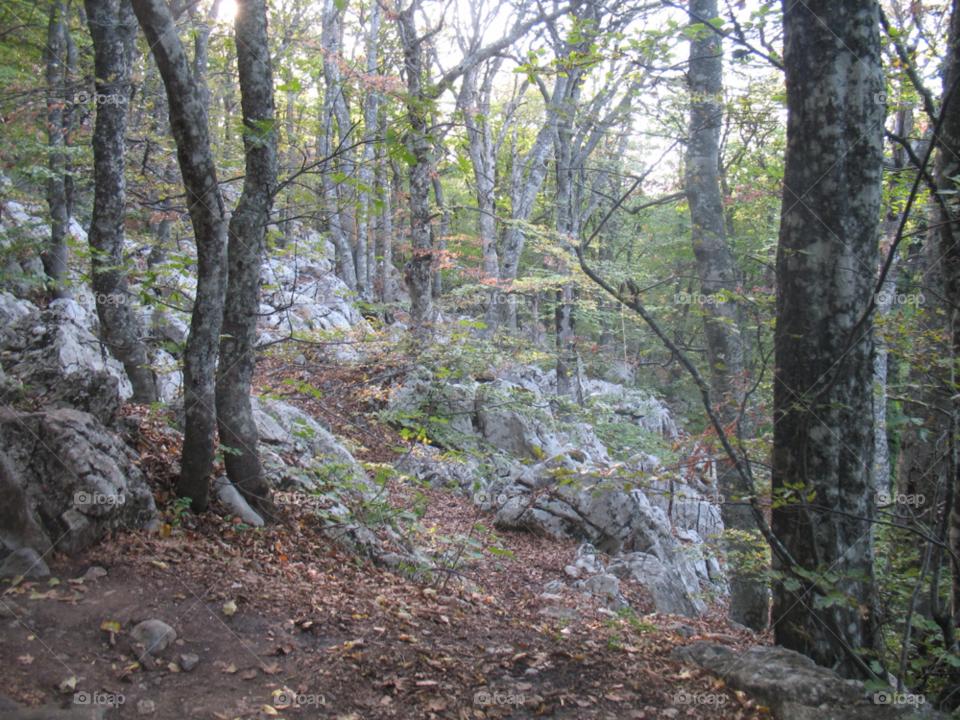trees forest autumn crimea by juulli_ya