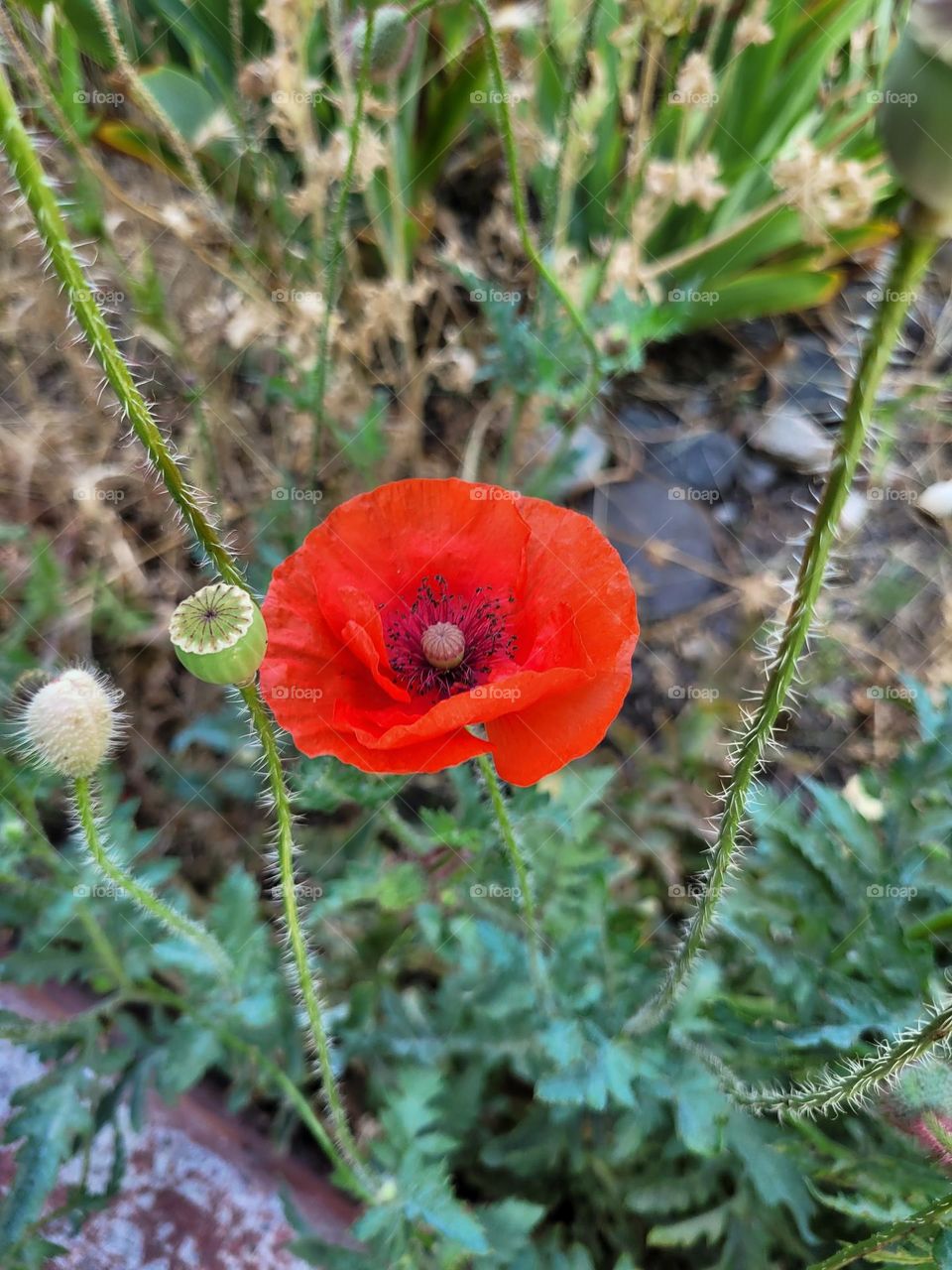 complementary colors