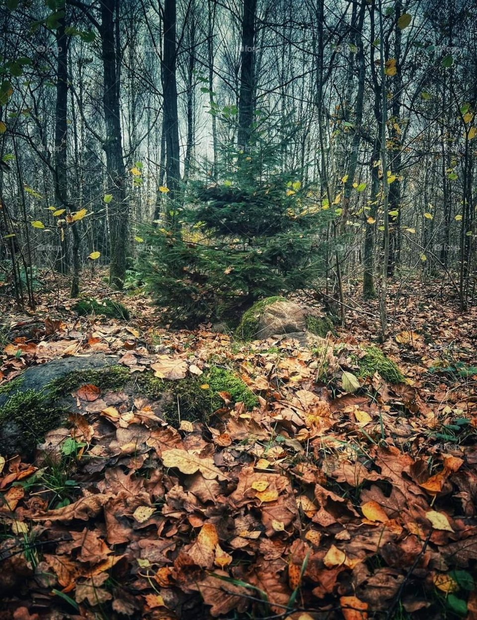 Battle Summer vs Fall mission