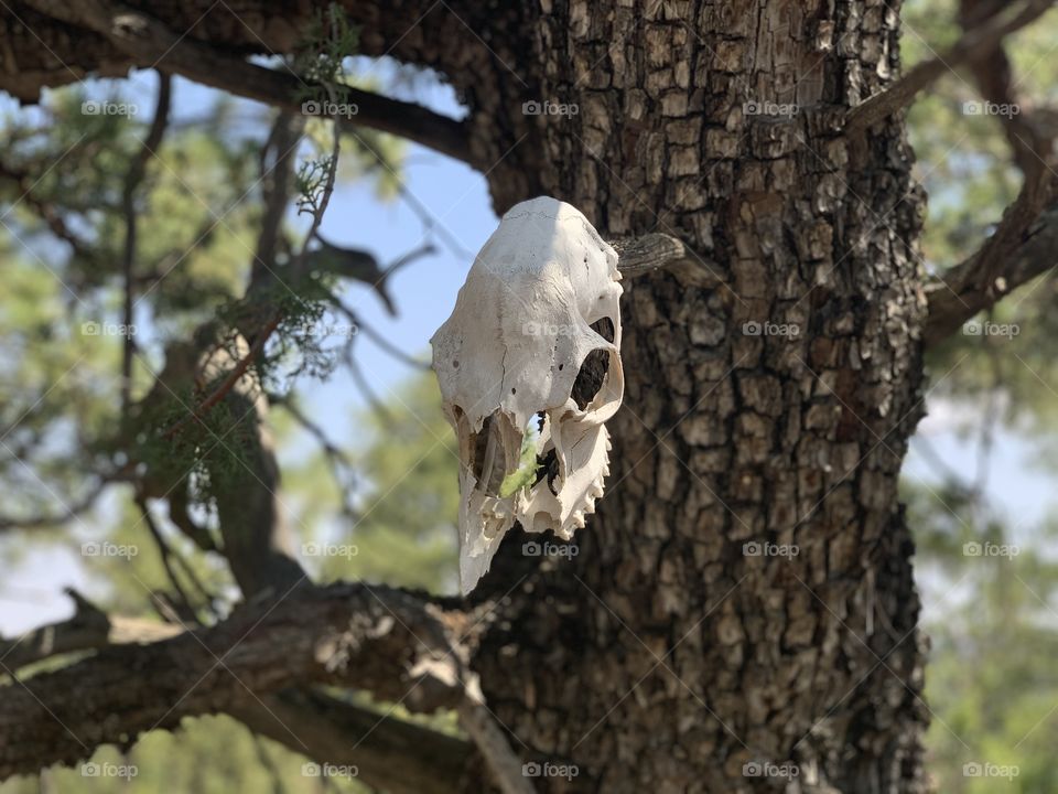 Skull hanging on a tree