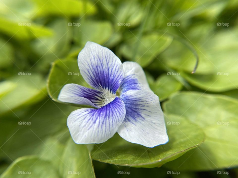 Wild violet on a background of leaves 
