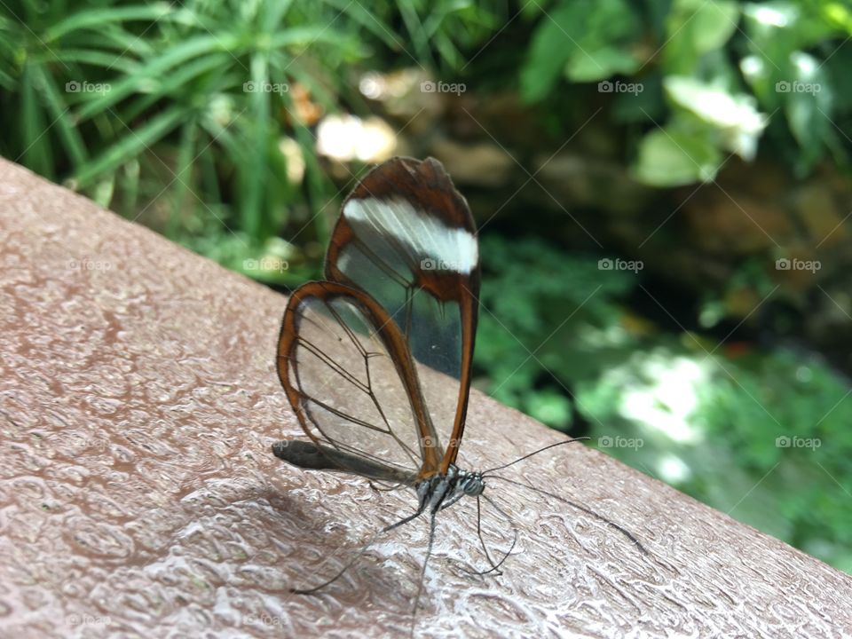 The butterfly house - surrounded by the warmth and the love of your ancestors gone; with their delicate touch and beauty they whisper their words.