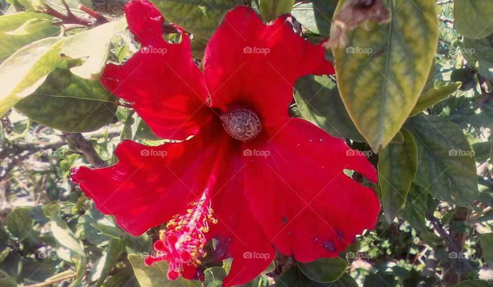 Closeup of red blooming Hibiscus tropical flower outdoors with one snail inside