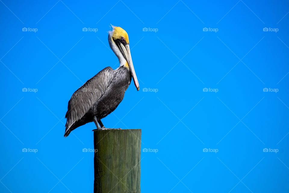 Still Pelican